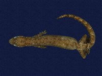 藏品(半葉趾蝎虎)的圖片